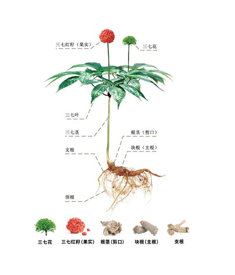 植物的特性